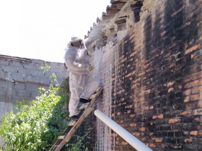 Incrementa migración de abejas en Tehuantepec; piden autoridades no alarmarse