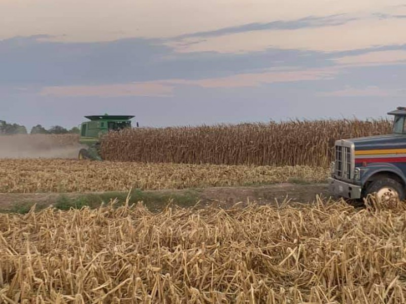 Incrementa precio del maíz y mejora el panorama para agricultores