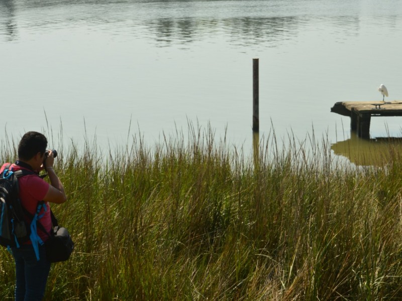 Incrementa presencia de aves urbanas en Tuxpan