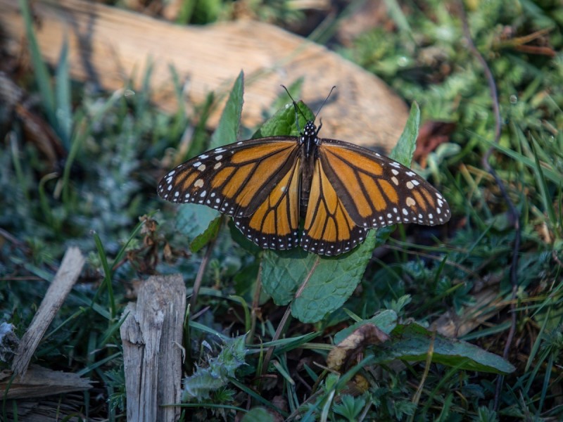 Incrementa presencia de mariposas monarca en bosques de hibernación