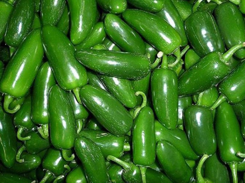 Incrementa producción de chile jalapeño en Colima