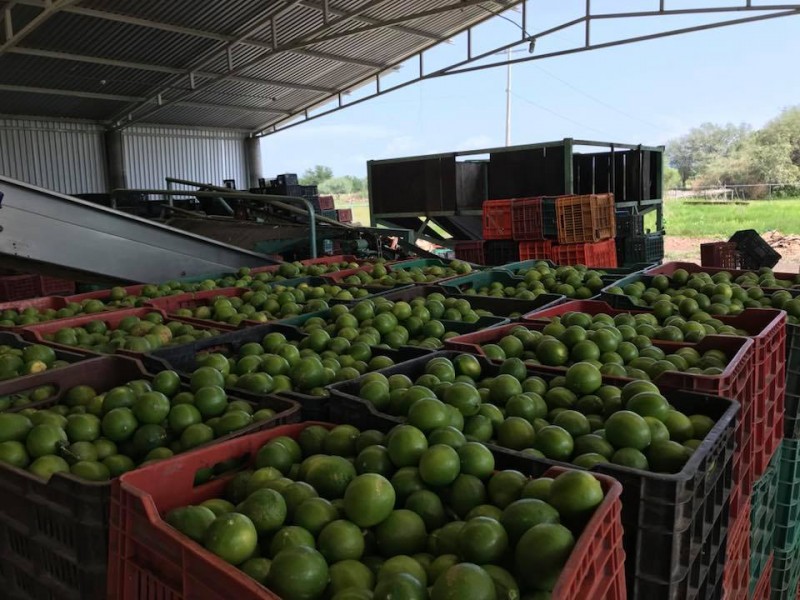 Incrementa producción de limón en Michoacán; esperan baja de precios