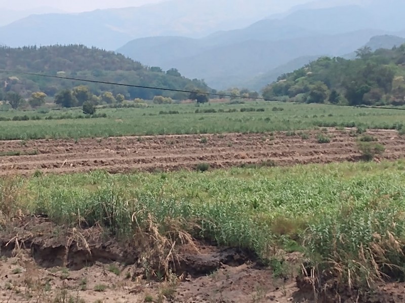 Incrementa producción y exportación agrícola en Cuayucatepec