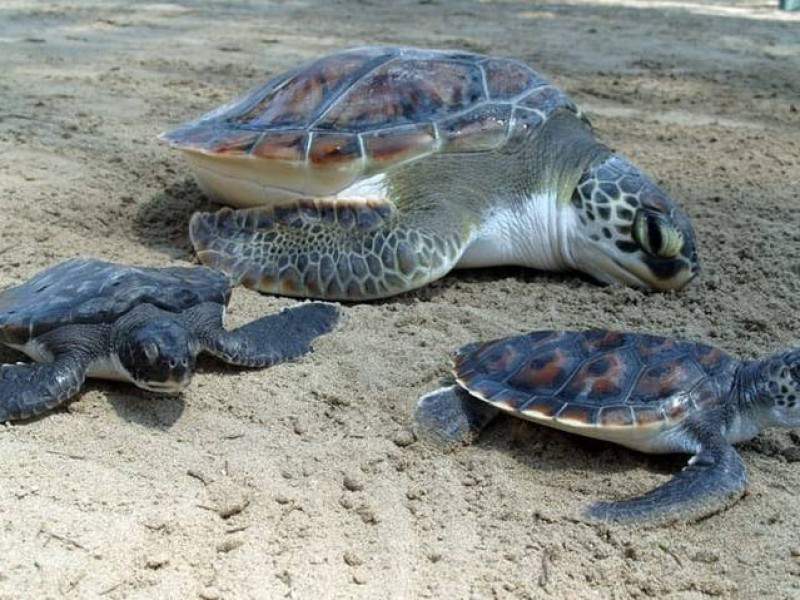 Incrementa Semahn vigilancia para proteger a la tortuga marina