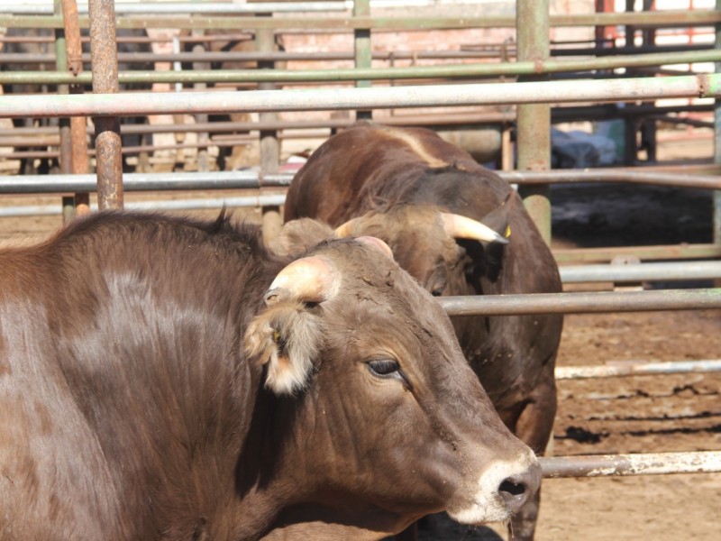 Incrementa venta de carne de res y cerdo en Zamora