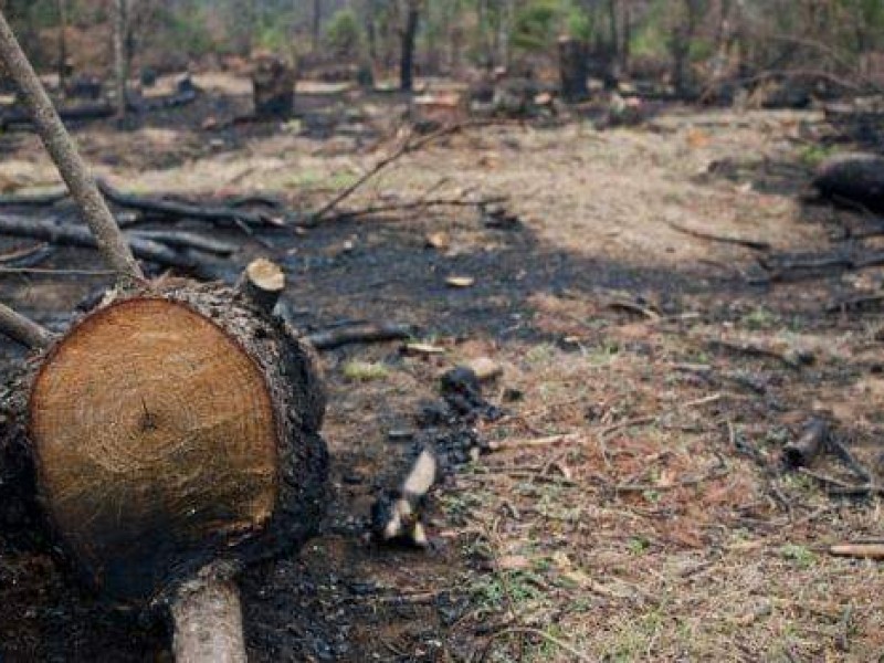 Incrementan cambios de uso de suelo en Michoacán