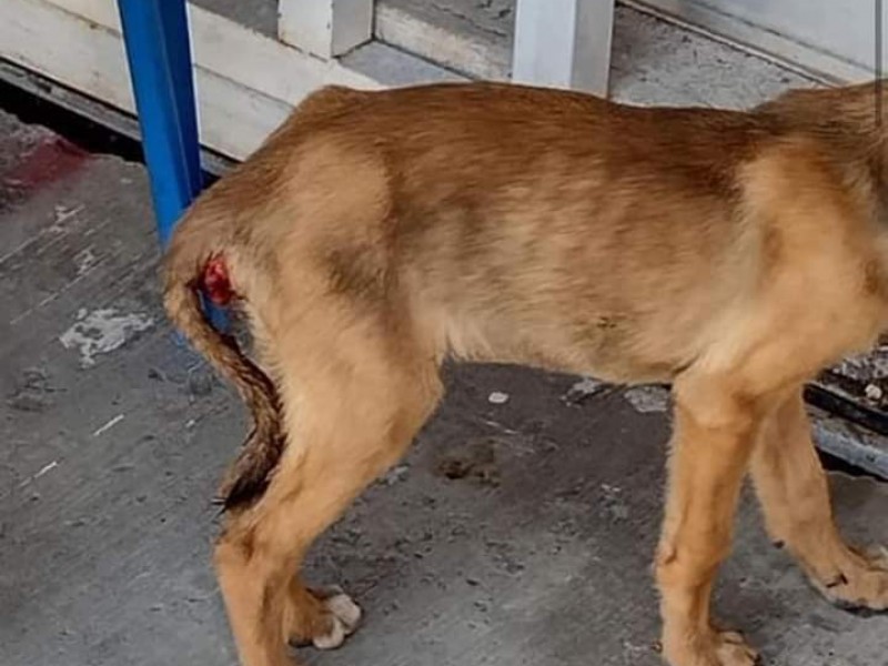 Incrementan casos de abandono y maltrato animal en Zamora 