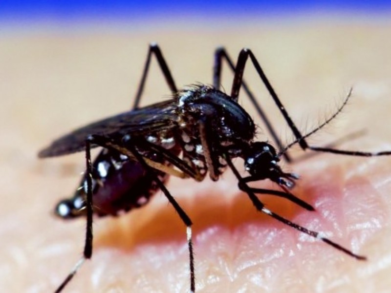 Incrementan casos de dengue en Jalisco