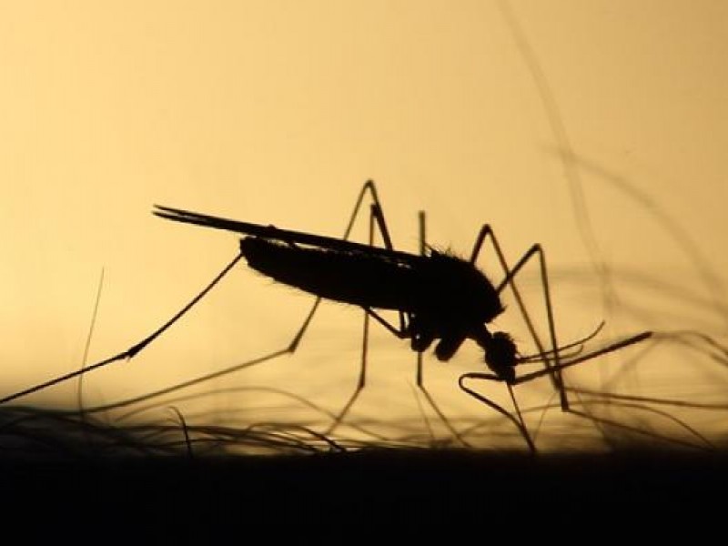Incrementan en 30% los casos casos de dengue en Nayarit