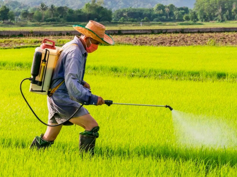 Incrementan intoxicaciones por pesticidas en jóvenes michoacanos