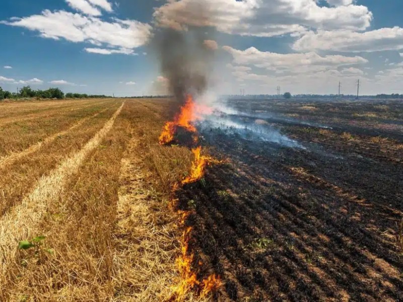 Incrementan los incendios de soca en Guasave
