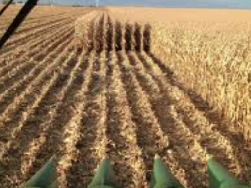 Incremento de insumos podría pulverizar precio del maíz