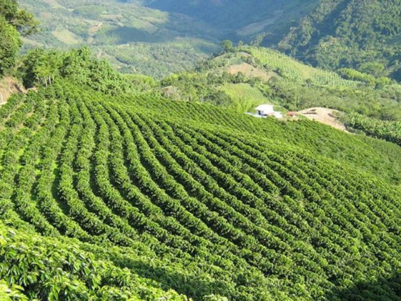 Incremento de temperaturas afecta siembra de café