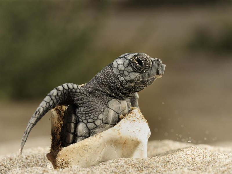 Incrementó en 2020 conservación de tortuga marina en Ixtapa-Zihuatanejo