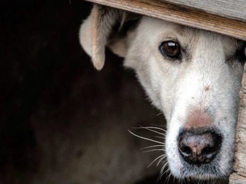 Incremento maltrato animal en Tapachula