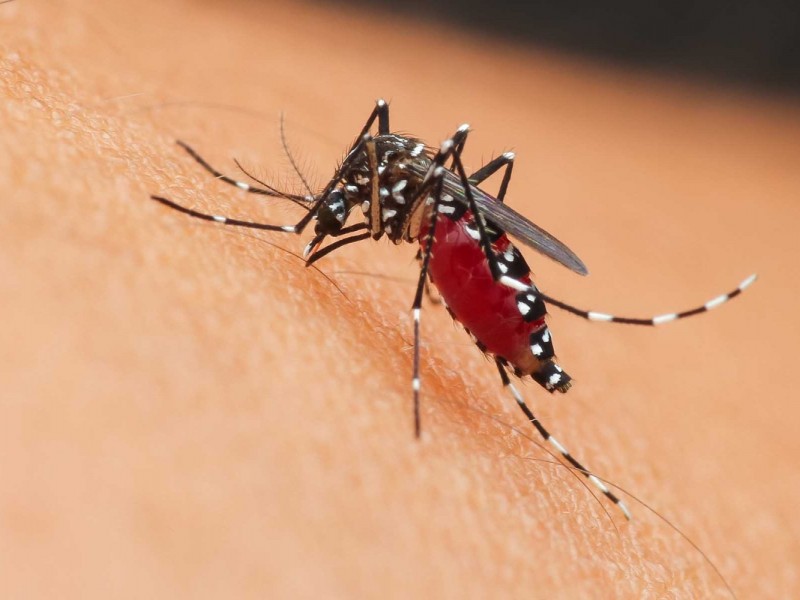 Intensifican medidas contra el dengue