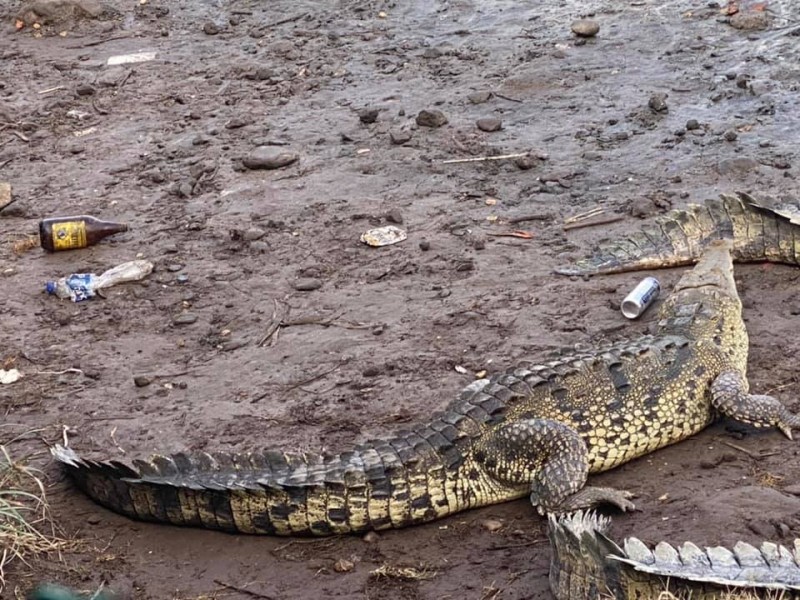 Indigna basura en hábitat de cocodrilos en San Blas