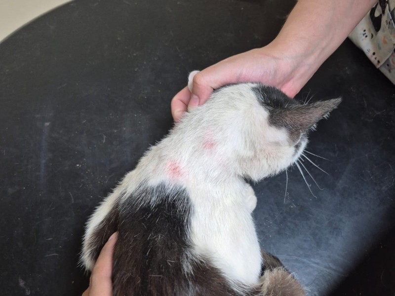 Indigna muerte de gatito violentado con pirotecnia en Xichú