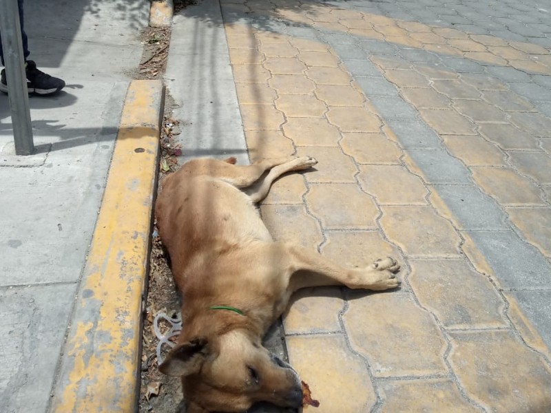 Indigna muerte de perro a balazos