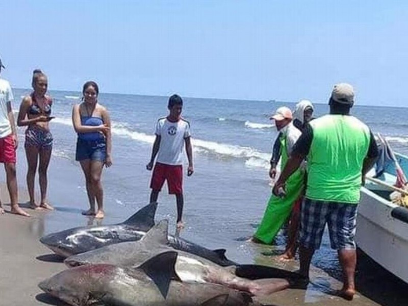 Indigna pesca de cuatro tiburones en Alvarado