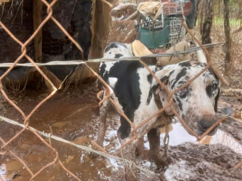 Indignación por caso de maltrato animal en Compostela