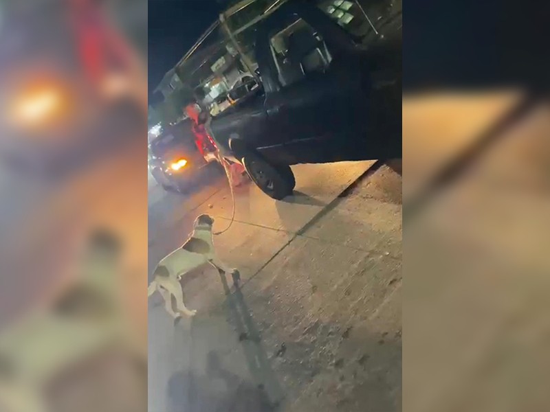 Indignación por maltrato animal en Boca del Río
