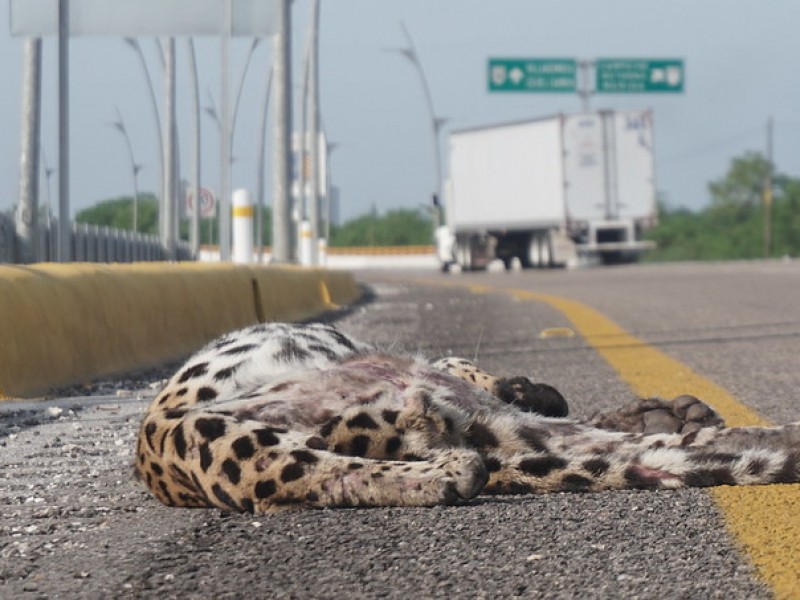 ¡Indignante! Atropellan a jaguar en carretera de Campeche