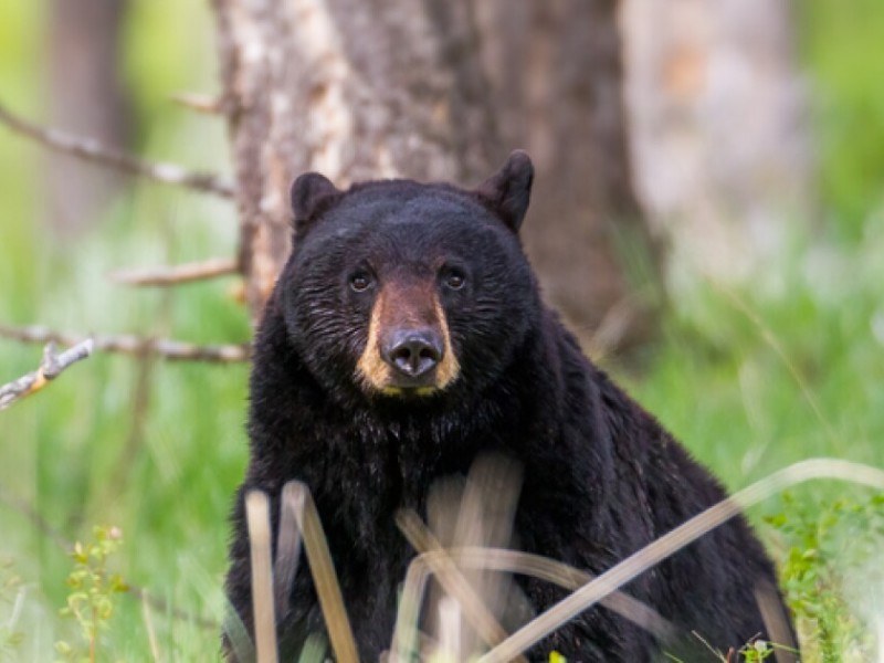 Indignante: Pobladores matan a balazos a un oso en Sonora