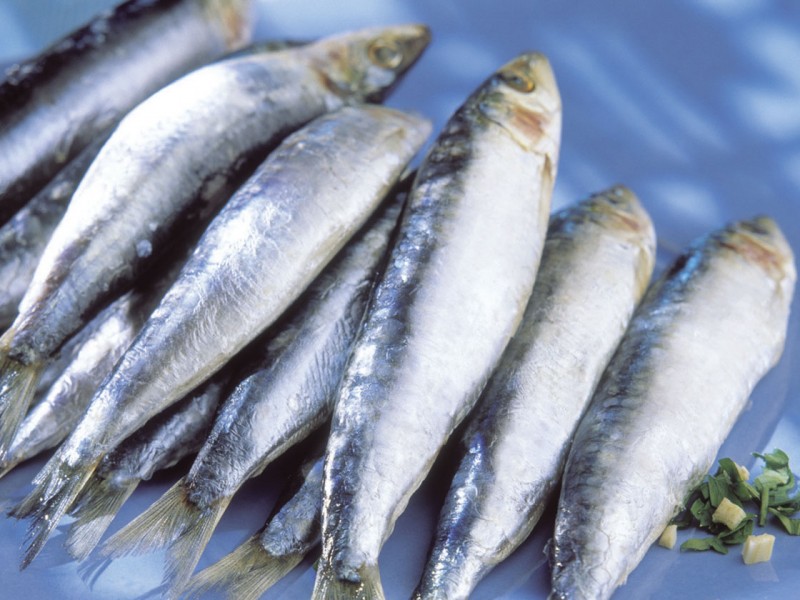 Industria sardinera genera 4 mil 500 empleos