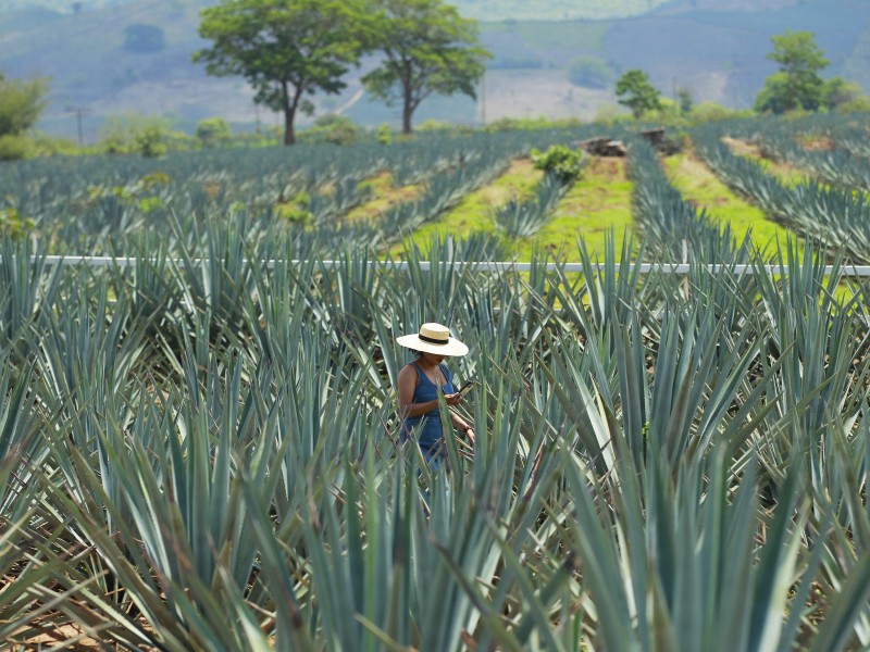 Industria tequilera certifica sus agaves para evitar impacto ambiental