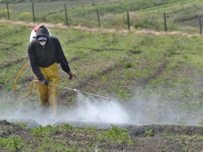 Inestable economía de agricultores por incremento de precio de insumos