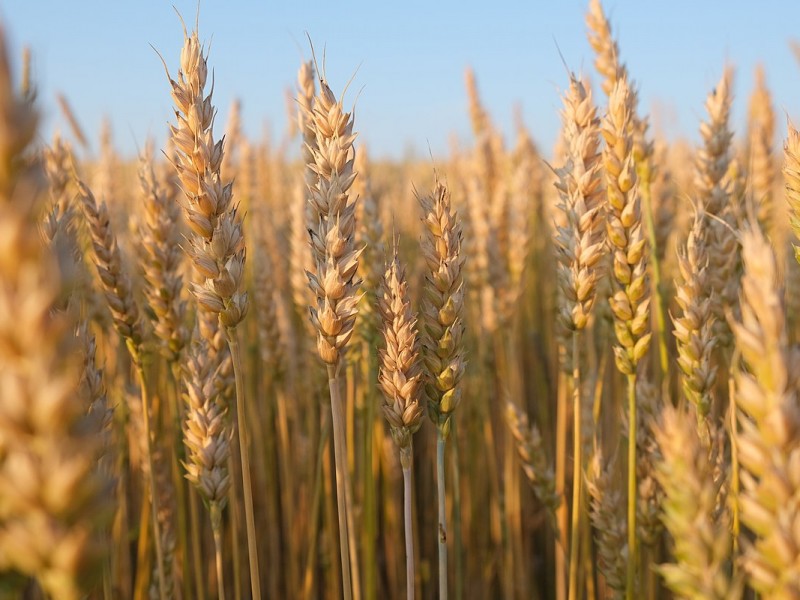 Inestable economía de productores de trigo por variación de precios