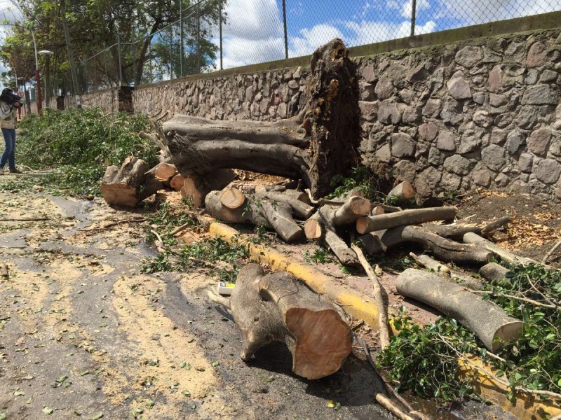 Inexistente ley protección ambiental de arboles en Nayarit