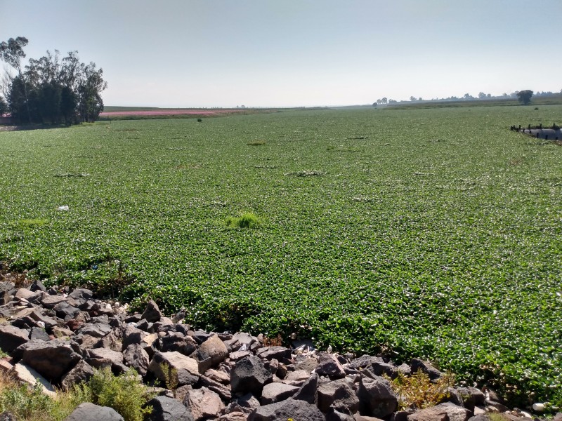 Infestada la presa Alzate de lirio acuático