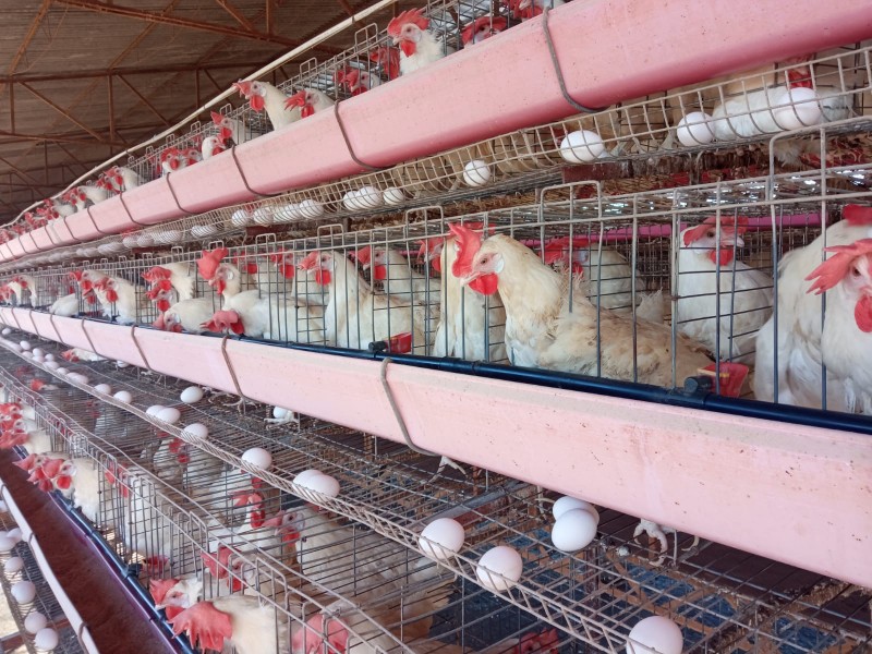Inflación e influenza aviar impacta en el precio del huevo