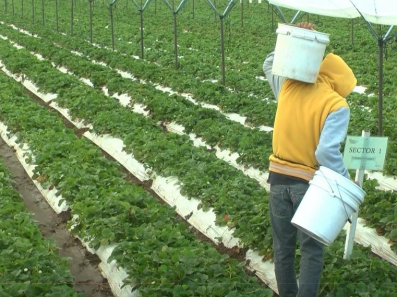 Informalidad fiscal merma economía de pequeños productores