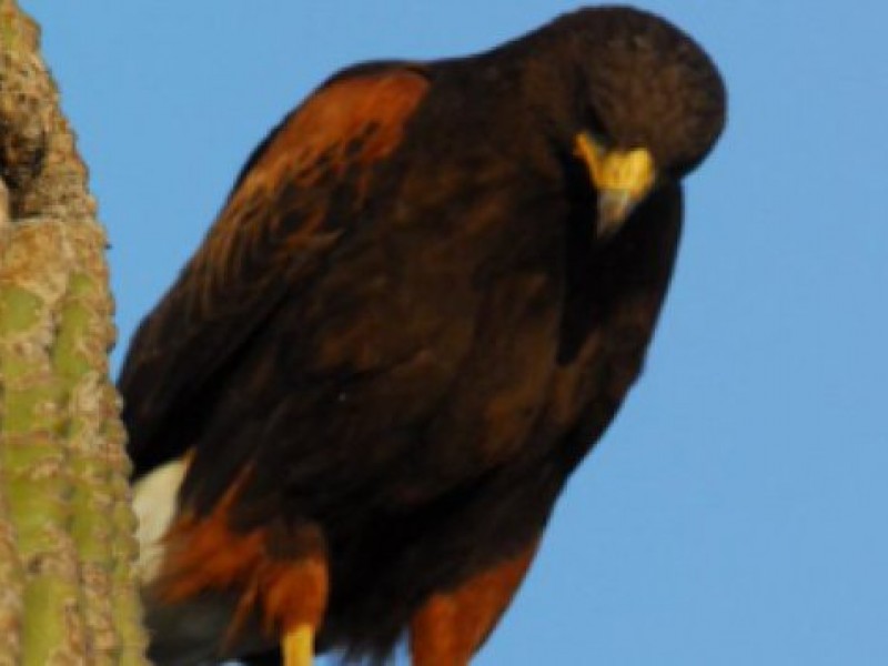 Informan sobre aumento en ataques de halcones en todo Arizona