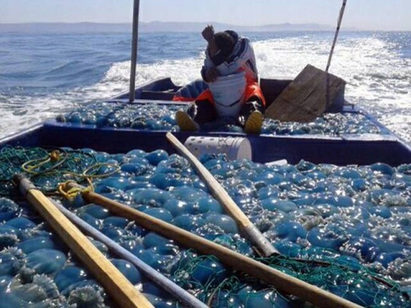 Este miércoles inicia la captura de aguamala