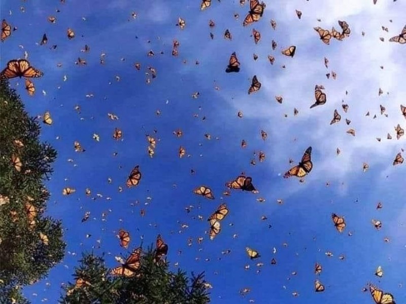 Inicia arribo de la mariposa monarca a santuarios michoacanos