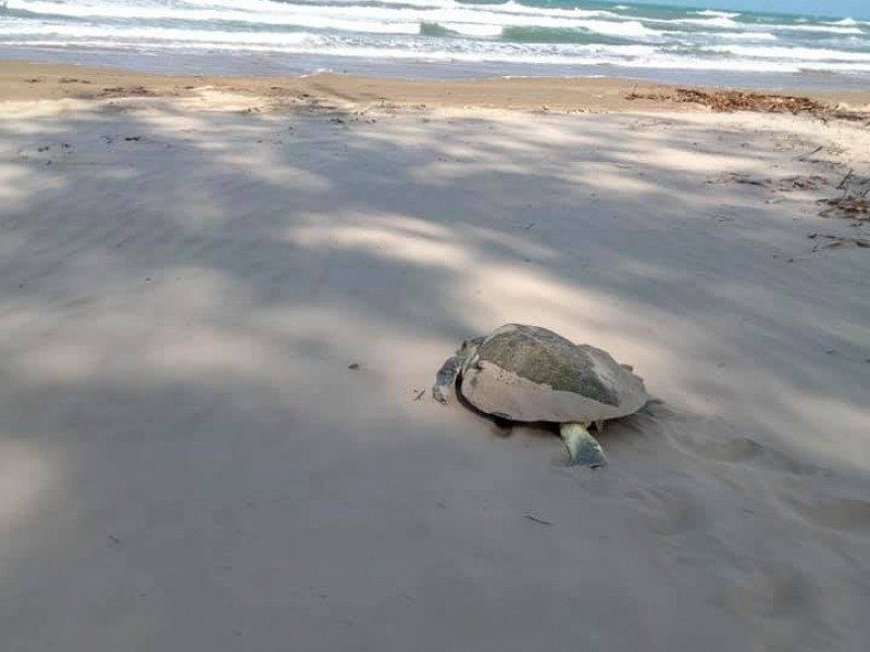 Inicia arribo de tortugas a playas de Tuxpan