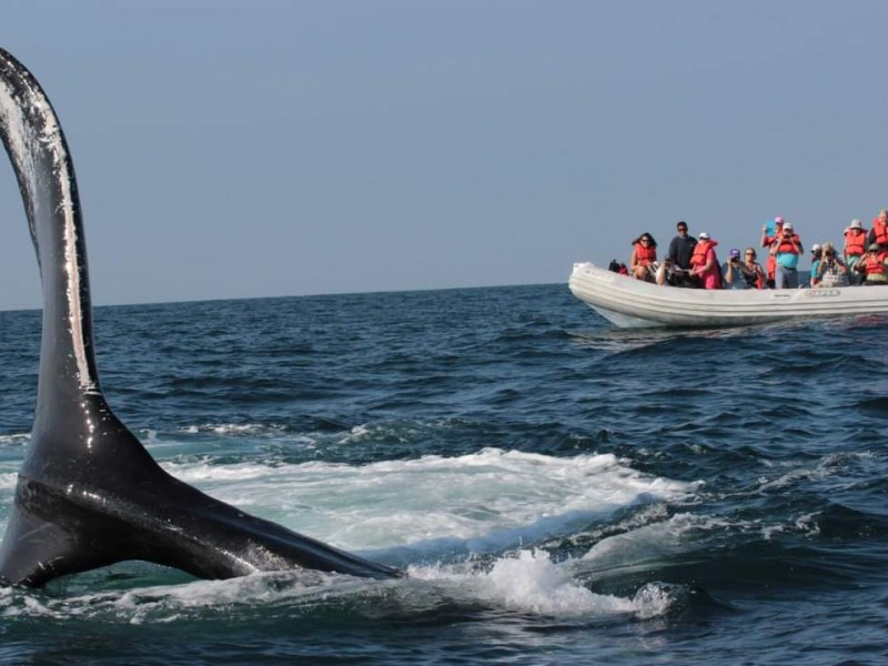 Inicia avistamiento de ballenas en el puerto de San Blas