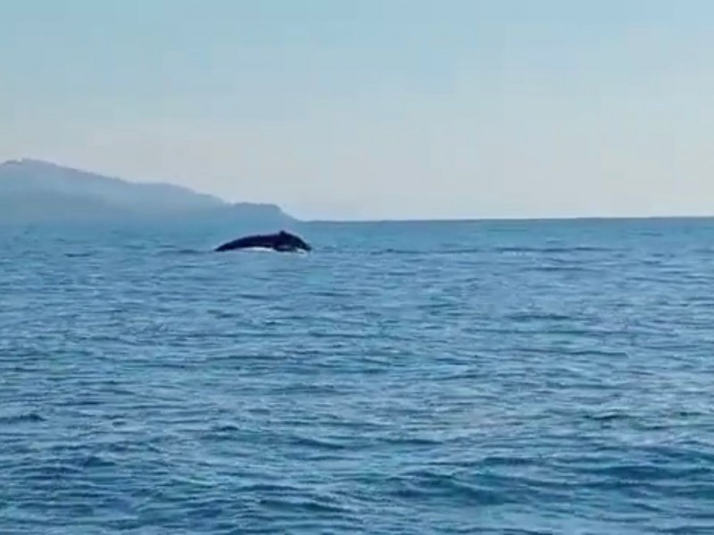 Inicia avistamiento de ballenas sin nuevas banderas expedidas por Semarnat