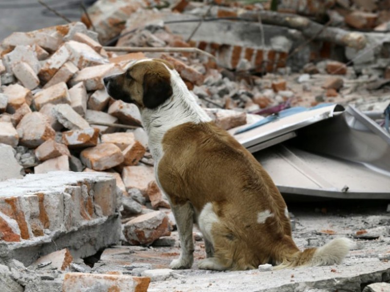 Inicia campaña contra abandono de animales