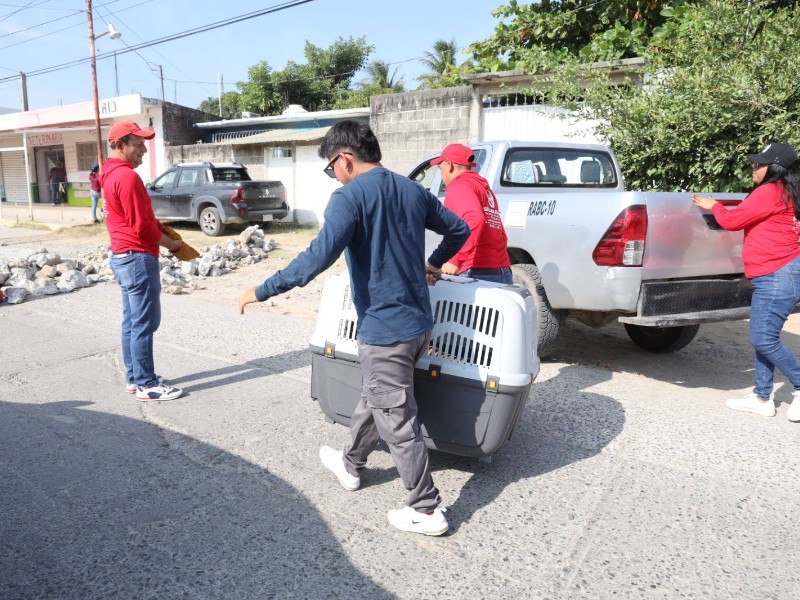Inicia campaña masiva de esterilización para animales callejeros en Salina Cruz