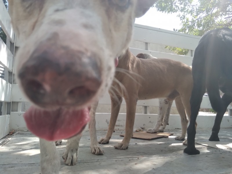 Inicia captura de perros callejeros para esterilización en Salina Cruz