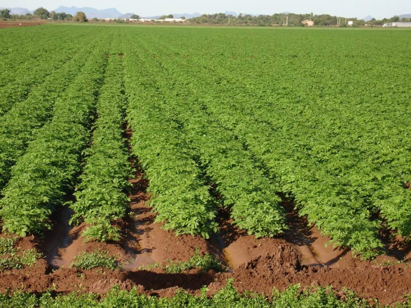 Rescatan ciclo agrícola después de las lluvias