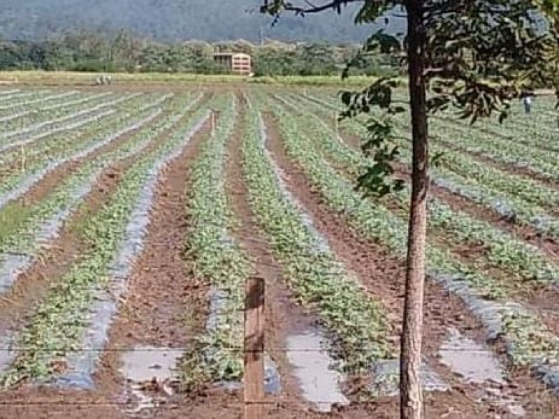 Inicia ciclo de siembra de hortalizas en el Valle