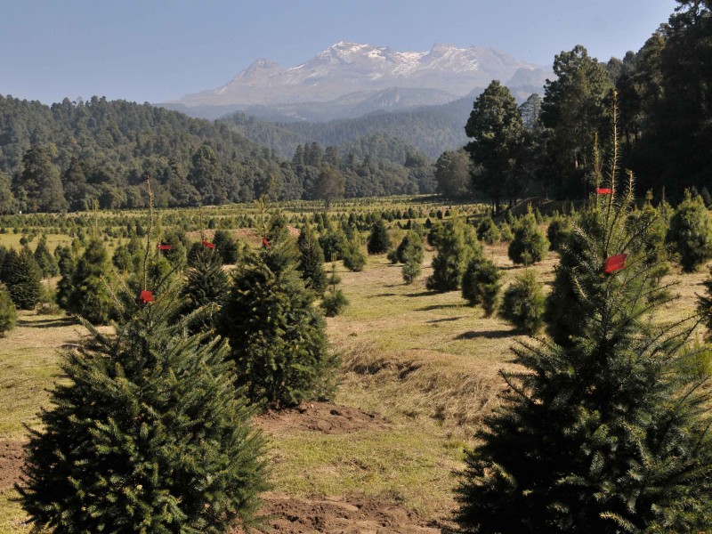 Inicia comercialización de árboles de Navidad
