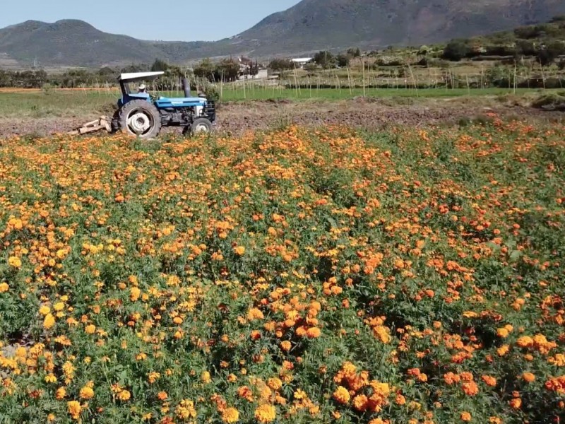 Inicia corte de flor de muerto en campos de Tehuacán