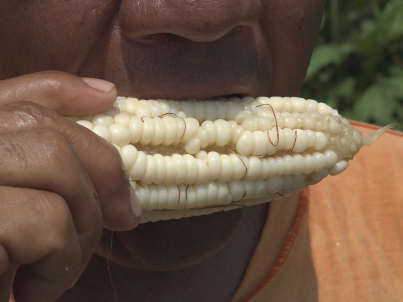 Inicia cosecha de elotes; apetitoso producto mexicano